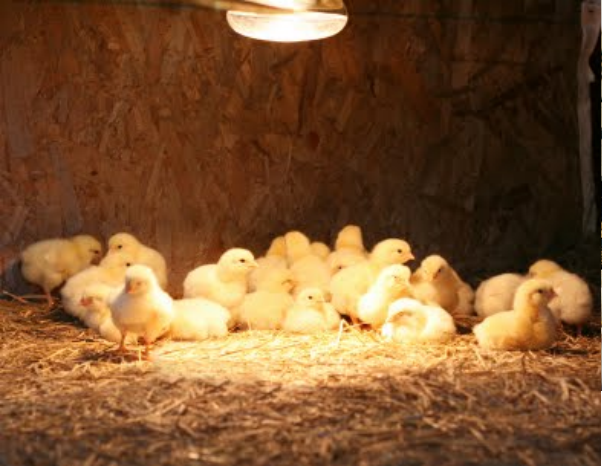 Peternak Wajib Tahu, Inilah Alat Pemanas yang Digunakan Dalam Beternak Ayam Broiler 1 |