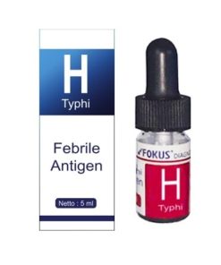 FOKUS SALMONELLA TYPHI H ANTIGEN