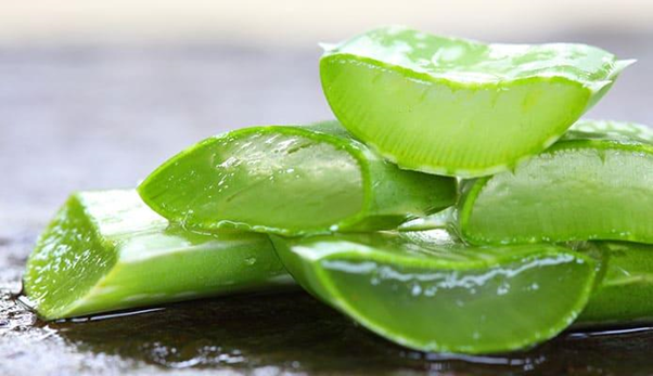 Khasiat Aloe Vera