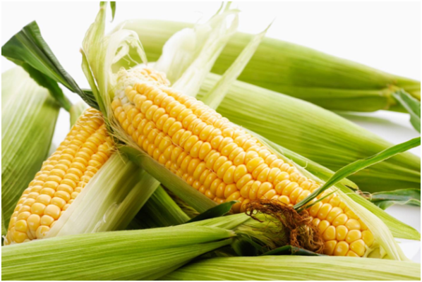 Manfaat Jagung Bagi Kesehatan
