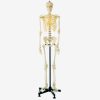 Model Kerangka Tulang 85cm GD/A11101/3 – Edukasi Medis 1 |