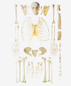 GENERAL DOCTOR GD/A11103 Model Tulang Kerangka Manusia Tersebar (Tulang Bebas)