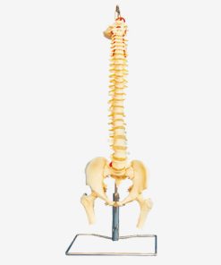 GENERAL DOCTOR GD/A11105 Kolom Vertebral dengan Pelvis