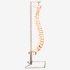 GENERAL DOCTOR Kolom Vertebral GD/A11106 - Alat Kesehatan 1 |