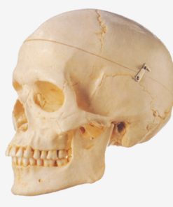 GENERAL DOCTOR GD/A11110 Tengkorak Dewasa