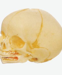 GENERAL DOCTOR Tengkorak Bayi GD/A11115