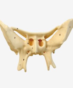 GENERAL DOCTOR GD/A11120 Tulang Alar Diperkuat