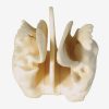 General Doctor GD/A11121 Tulang Ethmoid Diperkuat 2 |