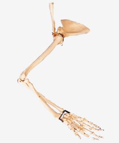 GENERAL DOCTOR GD/A11123 Tulang Lengan, Skapula dan Kerah