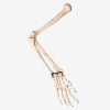 GENERAL DOCTOR GD/A11124 Arm Bone Model