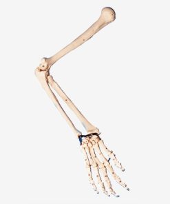 GENERAL DOCTOR GD/A11124 Arm Bone Model