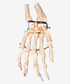 GENERAL DOCTOR Model Tulang Telapak GD/A11126