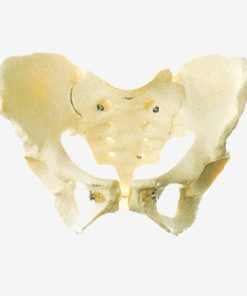 GENERAL DOCTOR DOKTER UMUM GD/A11128 Panggul Wanita