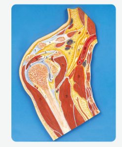 GENERAL DOCTOR Bagian Sendi Bahu GD/A11202