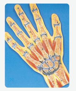 GENERAL DOCTOR Bagian Tangan GD/A11204