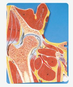 GENERAL DOCTOR Bagian Sendi Pinggul GD/A11205