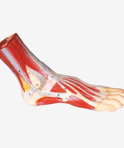 GENERAL DOCTOR GD/A11311 Anatomi Kaki