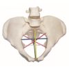 Model Demonstrasi Pelvimetri GD/F24 | Alat Edukasi Anatomi 2 |