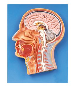 GENERAL DOCTOR GD/A18202 Bagian Median Kepala