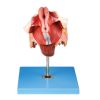 General Doctor GD/A15105 Model Alat Kelamin Wanita Anatomis