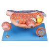 Model Pembesaran Ovarium GD/A41003 – 8 Bagian Anatomis Lengkap 1 |