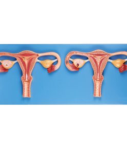 GENERAL DOCTOR Simulator Proses Pemupukan GD/A42001