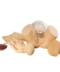 GENERAL DOCTOR Simulator Pelatihan Keterampilan Melahirkan GD/F20