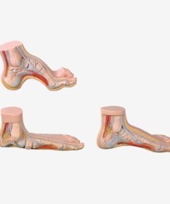 GENERAL DOCTOR GD/A11310 Kaki Normal, Datar, Melengkung