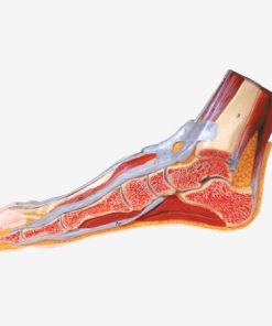 GENERAL DOCTOR GD/A11312 Bagian Sagital Median Kaki