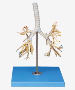 GENERAL DOCTOR Pohon Bronkial GD/A13007