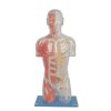 GENERAL DOCTOR GD/A10006 Setengah Badan Transparan dengan Model Tulang & Otot 1 |