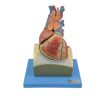GENERAL DOCTOR GD/A16022 Model anatomi jantung dewasa 1 |