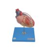 GENERAL DOCTOR Model Jantung Arteri Bypass GD/A16025