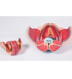 GENERAL DOCTOR GD/A15107/1 Panggul Wanita dengan Organ Reproduksi dan Saraf Pembuluh Darah serta Perlekatan Otot Terkait