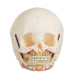 GENERAL DOCTOR Model Tengkorak Anak GD/A11114