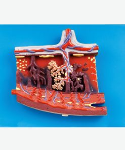 GENERAL DOCTOR GD/A42010/2 Model Plasenta yang Diperbesar