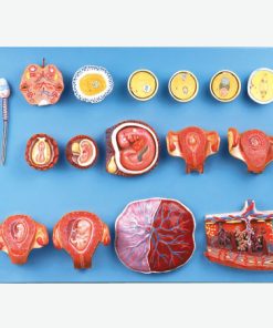 GENERAL DOCTOR GD/A42002 Fertilisasi Manusia dan Embriogeni Dini