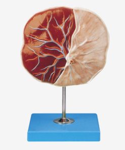 GENERAL DOCTOR Model Plasenta GD/A42010/1