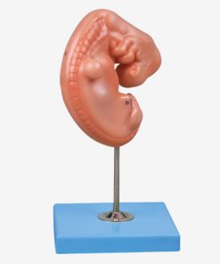 GENERAL DOCTOR Embrio GD/A42004