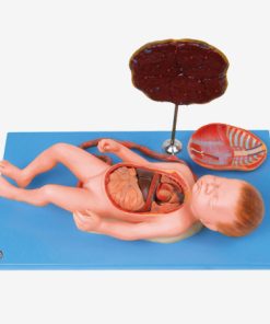 GENERAL DOCTOR GD/A42008 Janin dengan Viskus dan Plasenta