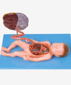 GENERAL DOCTOR GD/A42009 Sistem Peredaran Darah Janin