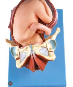 GENERAL DOCTOR GD/A42007 Demonstrasi Model Persalinan