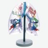GENERAL DOCTOR Model Segmen Paru-Paru Transparan GD/A13009