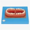 GENERAL DOCTOR GD/B10001 Set gigi Dewasa 2 |