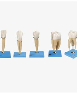 GENERAL DOCTOR Model Gigi GD/B10004