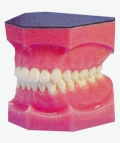 GENERAL DOCTOR Model Gigi yang Diperkuat GD/B10034