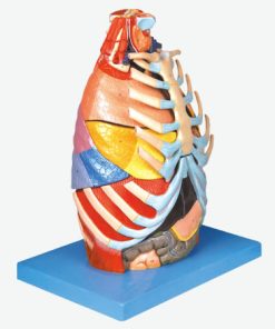 GENERAL DOCTOR Model Rongga Toraks GD/A13016