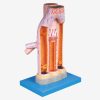 Model Arteri Vena GD/A16002: 23 Posisi Anatomis Diperbesar 1 |
