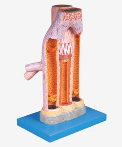 GENERAL DOCTOR GD/A16002 Model Arteri dan Vena yang Diperbesar