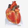 GENERAL DOCTOR GD/A16006 Model Jantung Dewasa 2 |